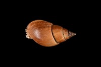 藏品(橄欖織紋螺)的圖片